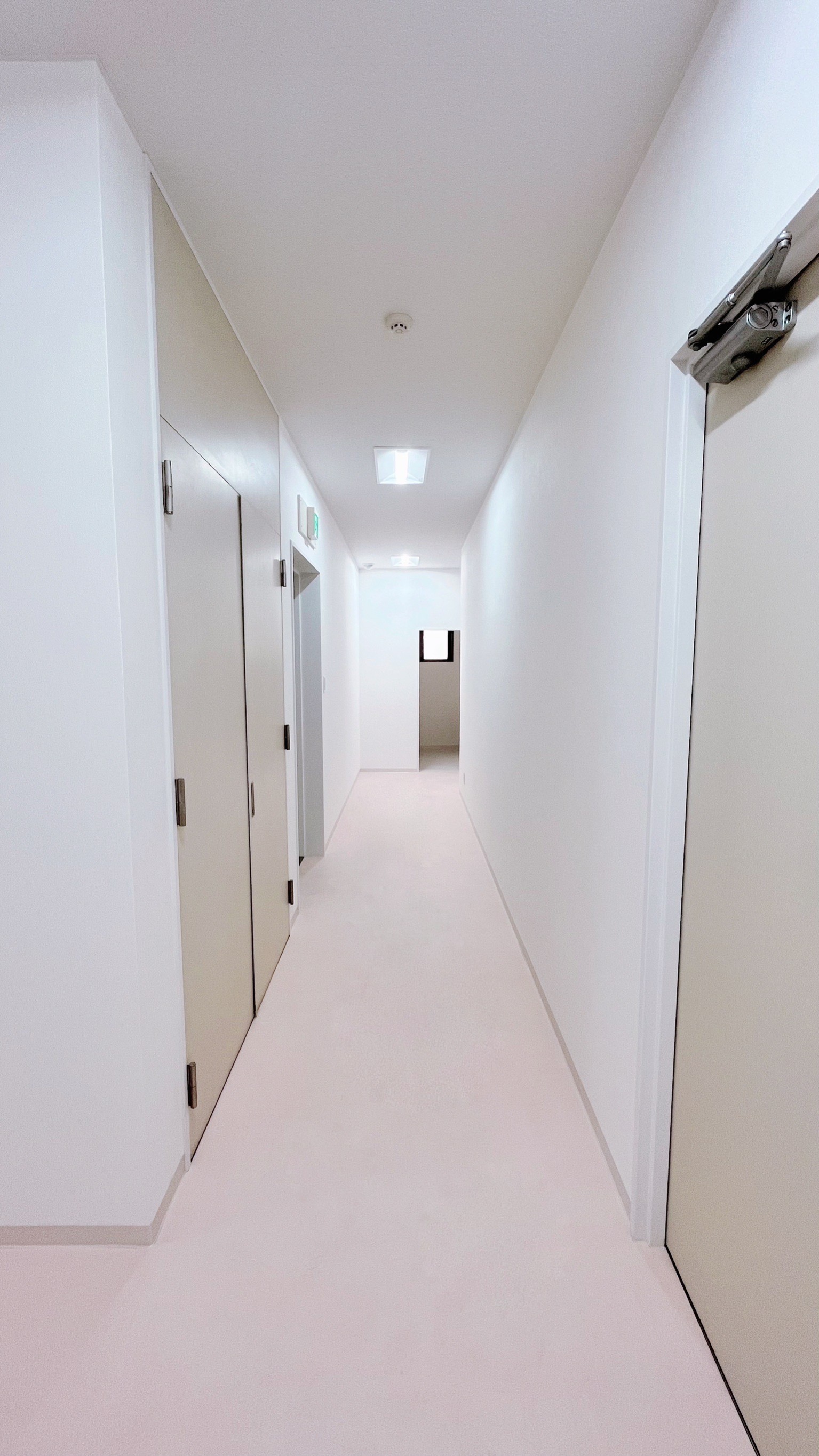 flos-shinshizuoka